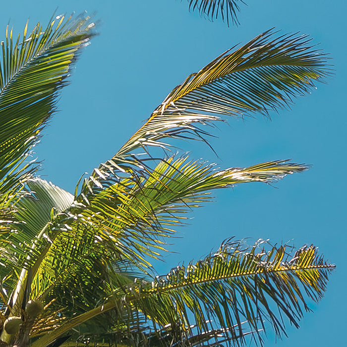 Digitaldruck Vlies Fototapete | Coconut Heaven II | 450 x 280 cm