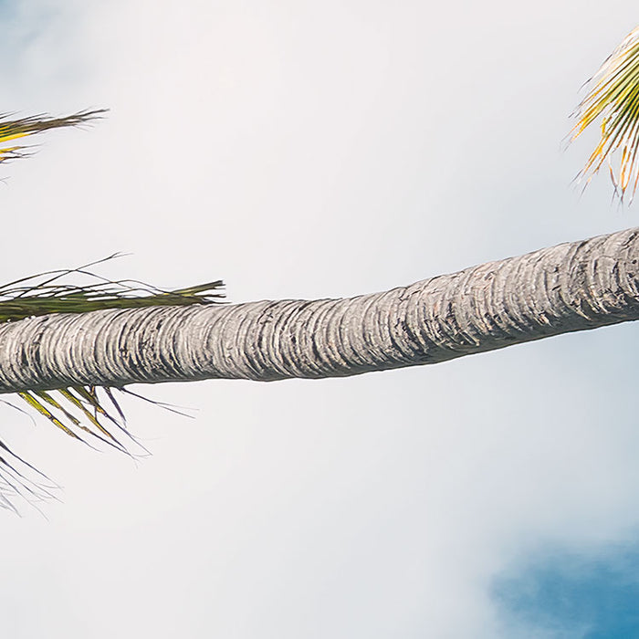 Digitaldruck Vlies Fototapete | Coconut Heaven II | 450 x 280 cm