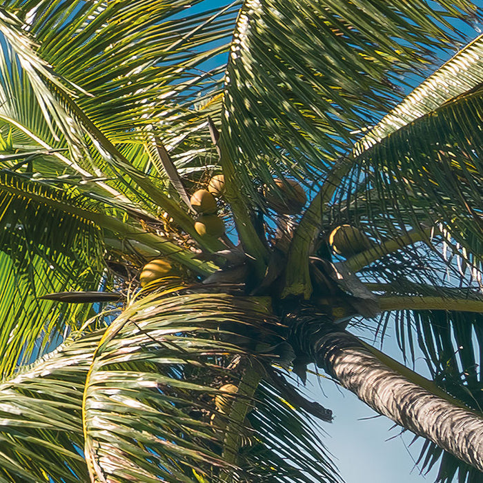 Digitaldruck Vlies Fototapete | Coconut Heaven II | 450 x 280 cm