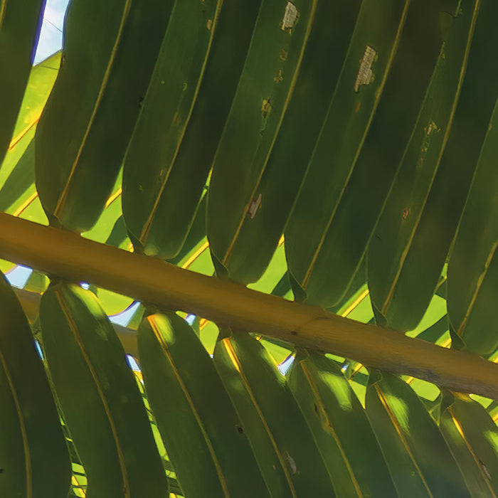 Digitaldruck Vlies Fototapete | Coconut Heaven II | 450 x 280 cm
