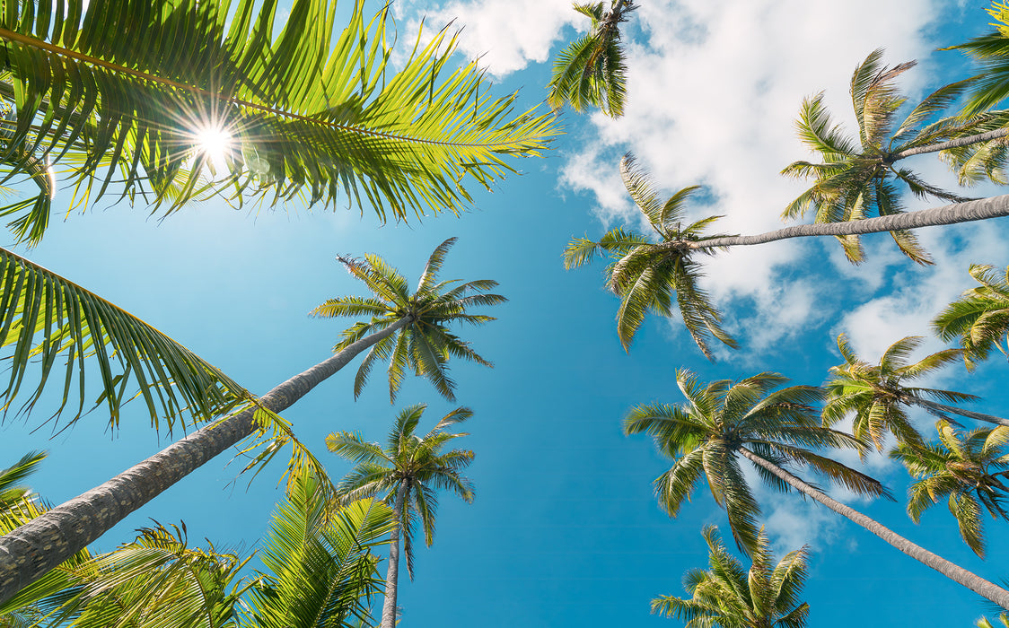 Digitaldruck Vlies Fototapete | Coconut Heaven II | 450 x 280 cm