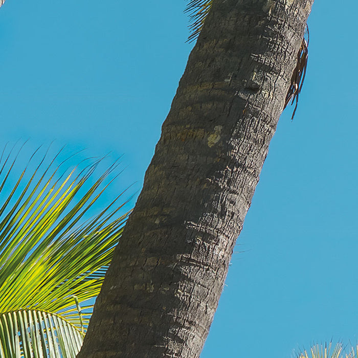 Digitaldruck Vlies Fototapete | Coconut Heaven | 450 x 280 cm