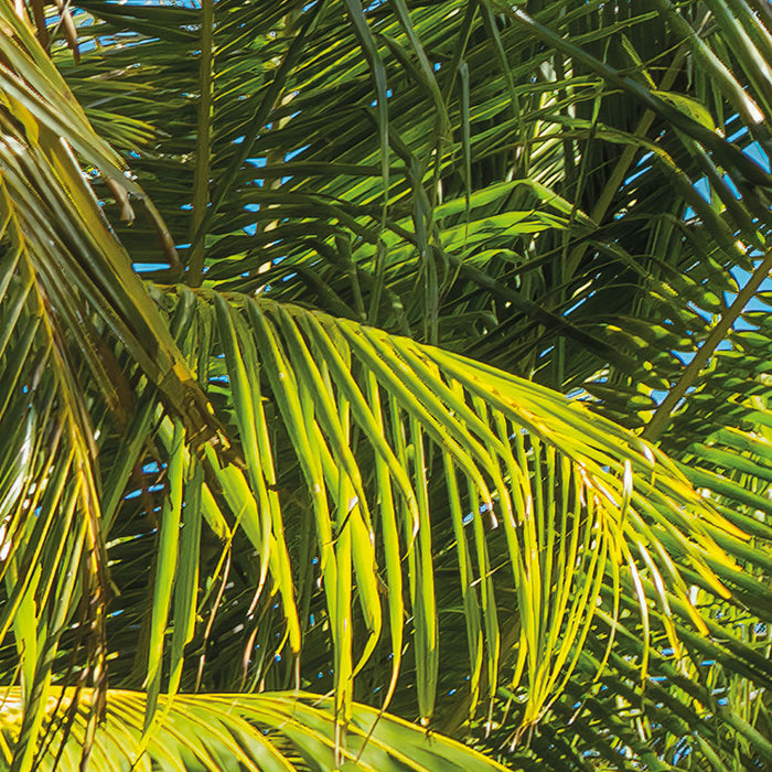 Digitaldruck Vlies Fototapete | Coconut Heaven | 450 x 280 cm