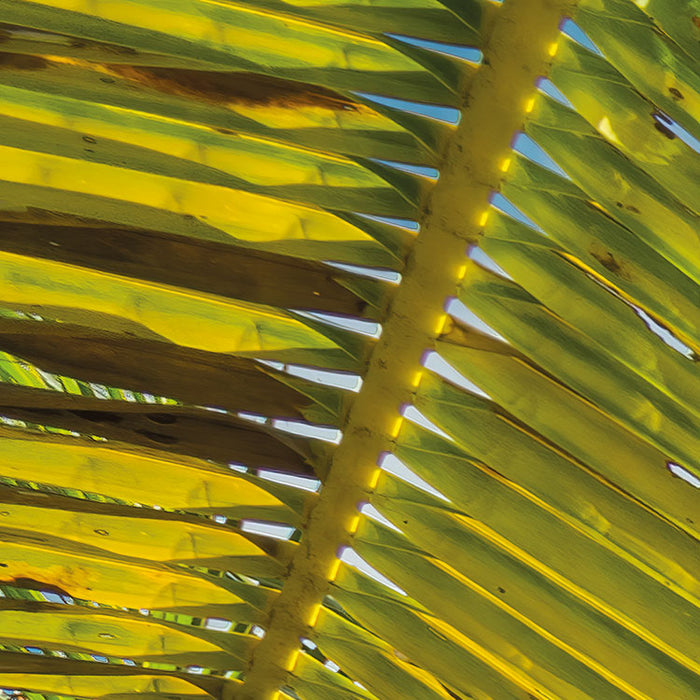 Digitaldruck Vlies Fototapete | Coconut Heaven | 450 x 280 cm