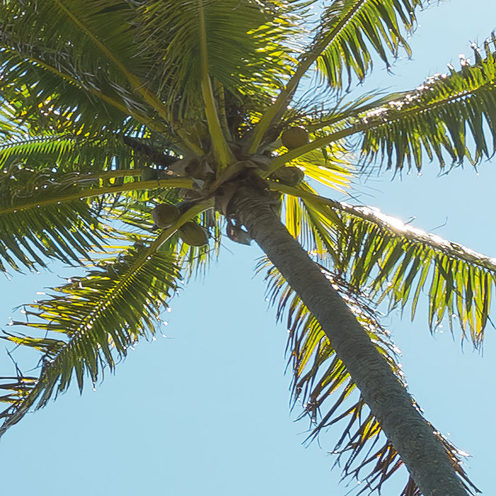 Digitaldruck Vlies Fototapete | Coconut Heaven | 450 x 280 cm