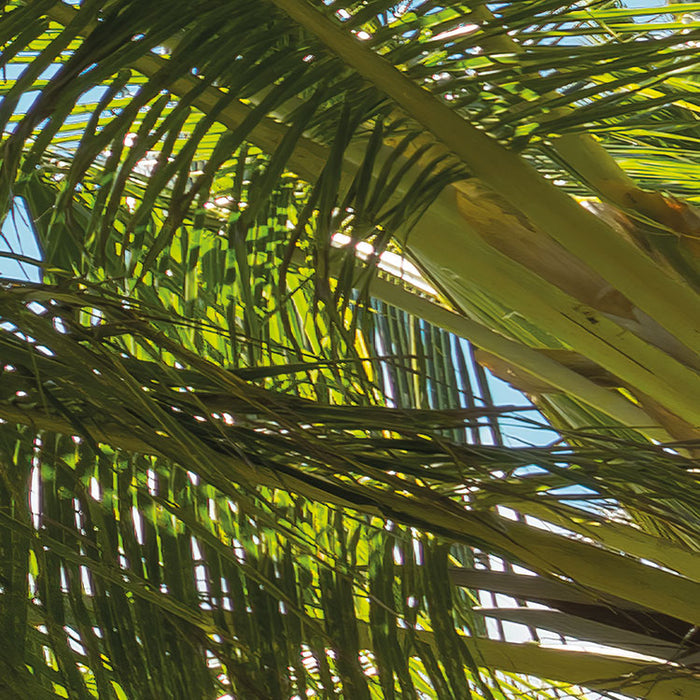 Digitaldruck Vlies Fototapete | Coconut Heaven | 450 x 280 cm