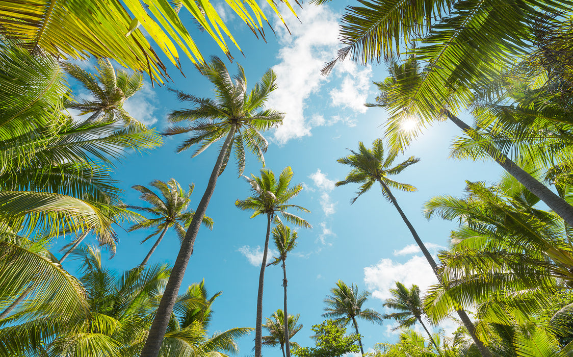 Digitaldruck Vlies Fototapete | Coconut Heaven | 450 x 280 cm
