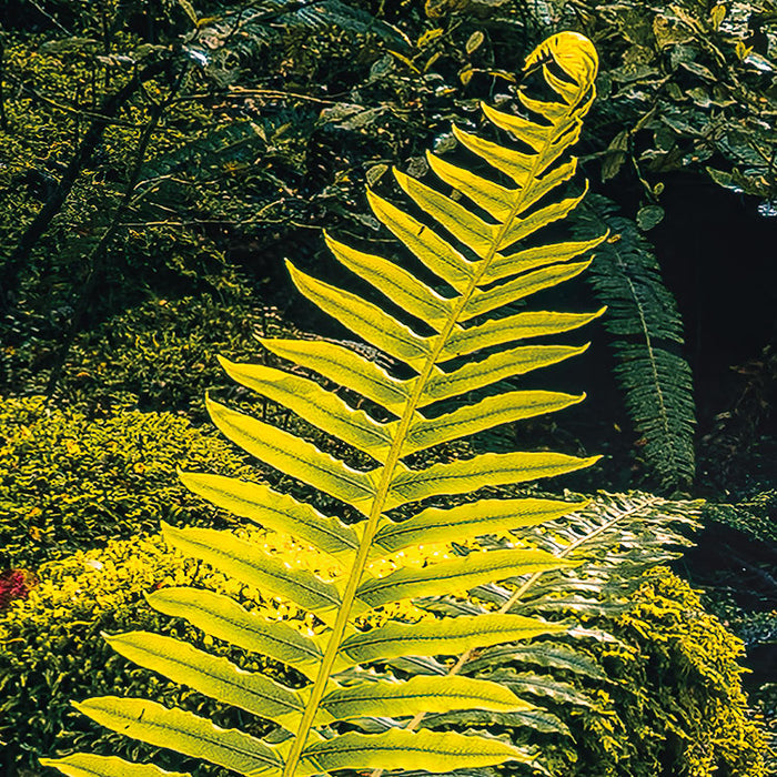 Digitaldruck Vlies Fototapete | Fjordland Woods | 450 x 280 cm