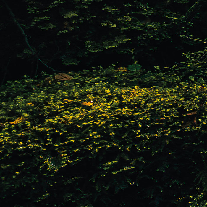 Digitaldruck Vlies Fototapete | Fjordland Woods | 450 x 280 cm