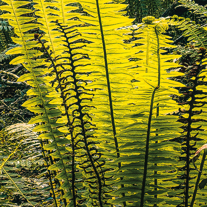 Digitaldruck Vlies Fototapete | Fjordland Woods | 450 x 280 cm