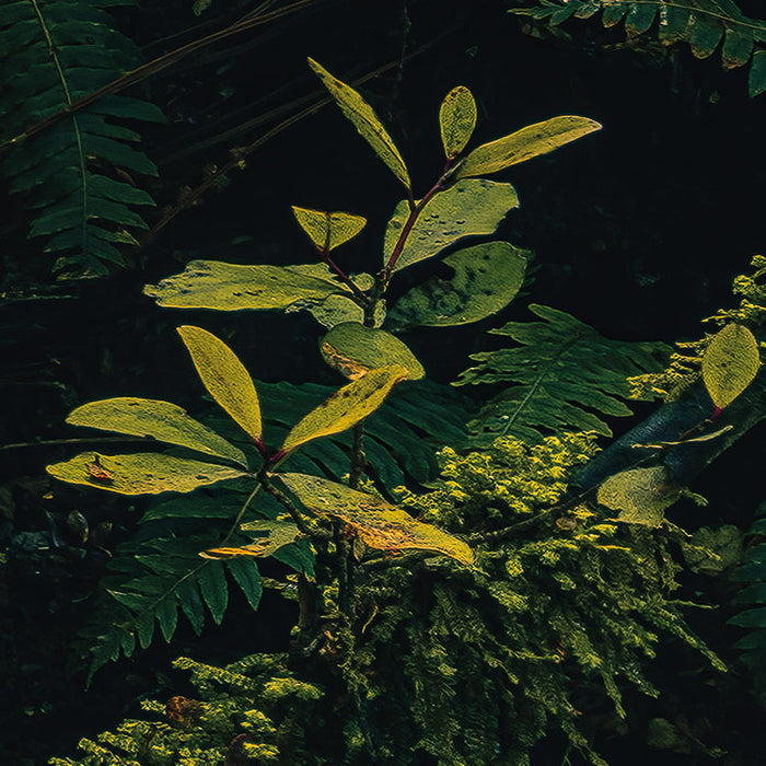 Digitaldruck Vlies Fototapete | Fjordland Woods | 450 x 280 cm