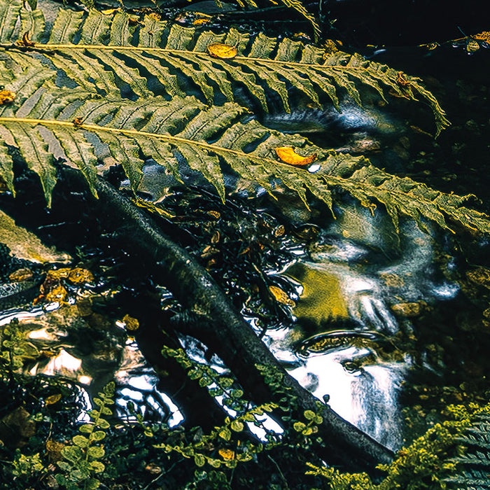 Digitaldruck Vlies Fototapete | Fjordland Woods | 450 x 280 cm