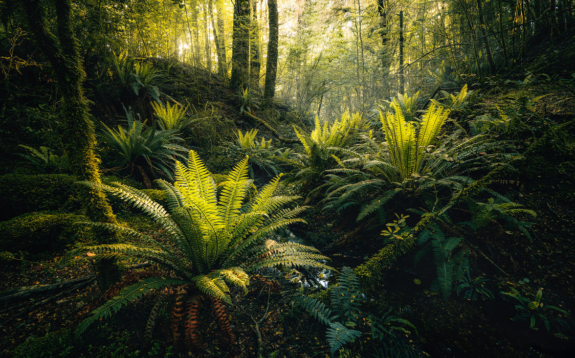 Digitaldruck Vlies Fototapete | Fjordland Woods | 450 x 280 cm