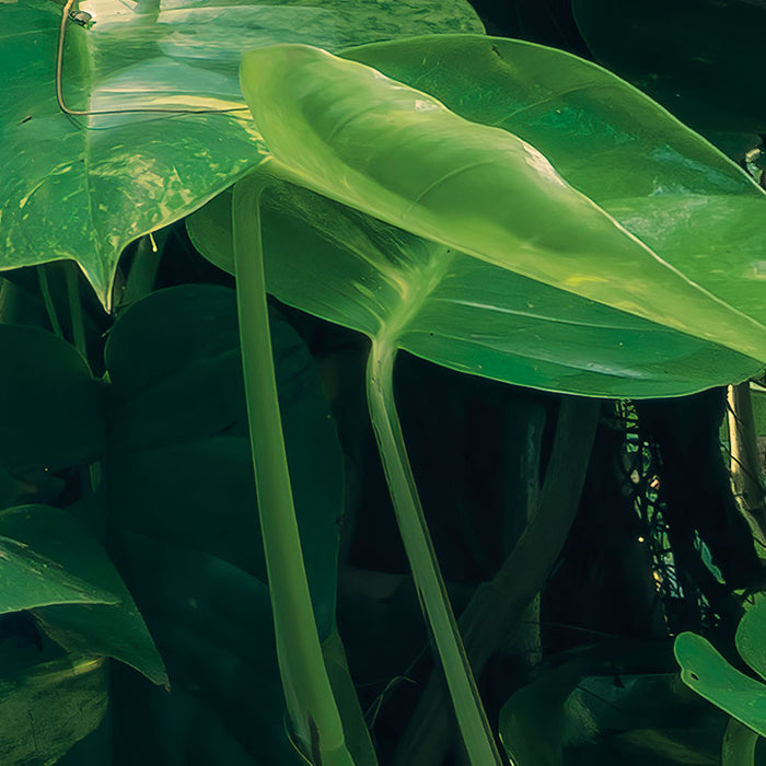 Digitaldruck Vlies Fototapete | Green Leaves | 450 x 280 cm