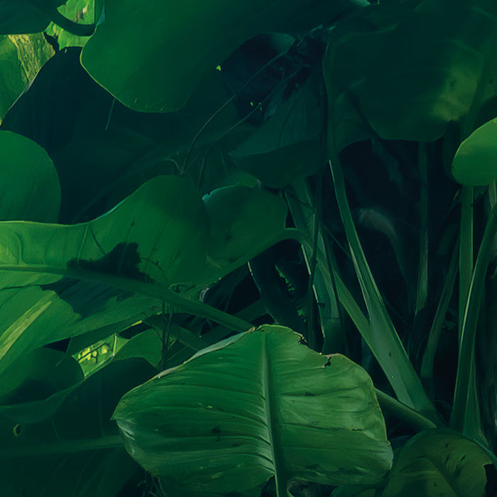 Digitaldruck Vlies Fototapete | Green Leaves | 450 x 280 cm