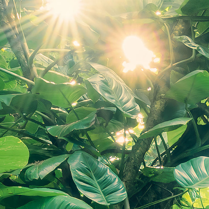 Digitaldruck Vlies Fototapete | Green Leaves | 450 x 280 cm