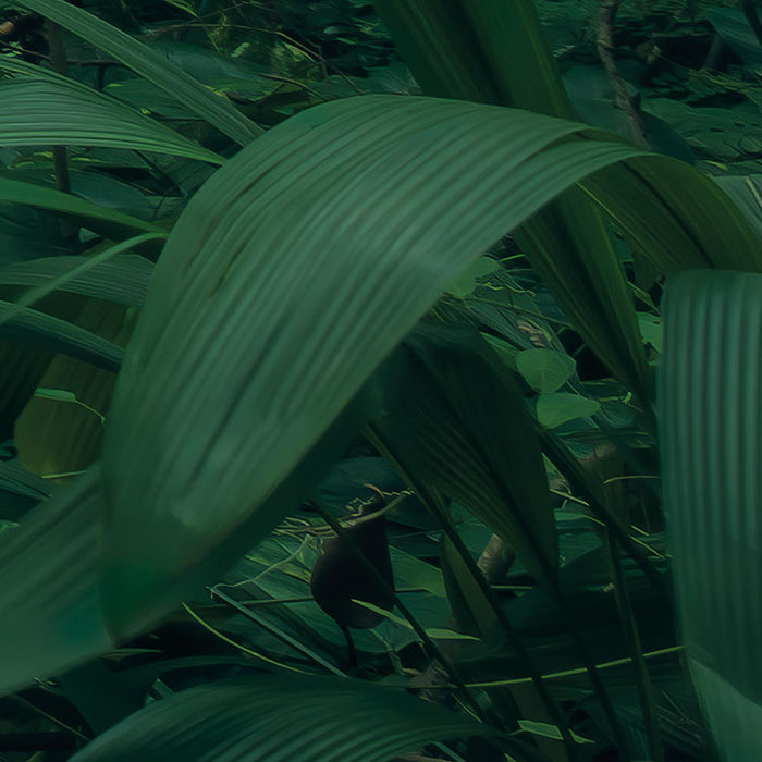 Digitaldruck Vlies Fototapete | Green Leaves | 450 x 280 cm