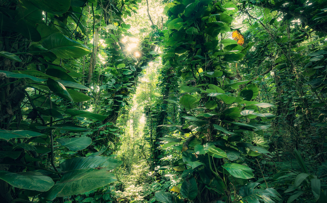 Digitaldruck Vlies Fototapete | Green Leaves | 450 x 280 cm