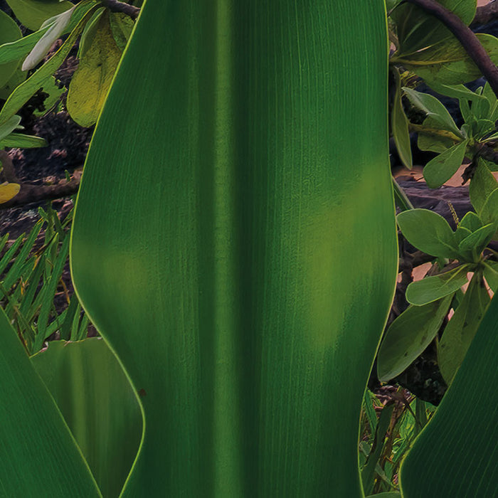 Digitaldruck Vlies Fototapete | Hawaiian Dreams | 450 x 280 cm