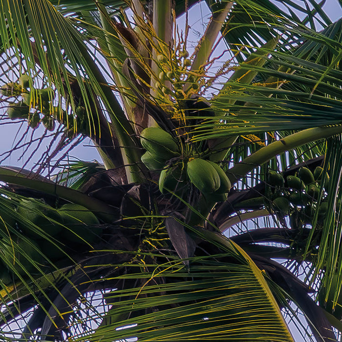 Digitaldruck Vlies Fototapete | Hawaiian Dreams | 450 x 280 cm