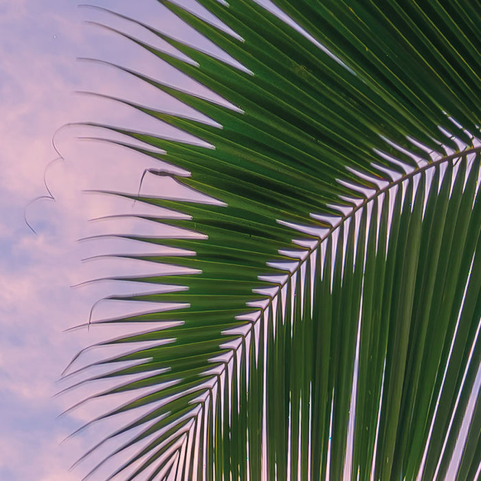 Digitaldruck Vlies Fototapete | Hawaiian Dreams | 450 x 280 cm