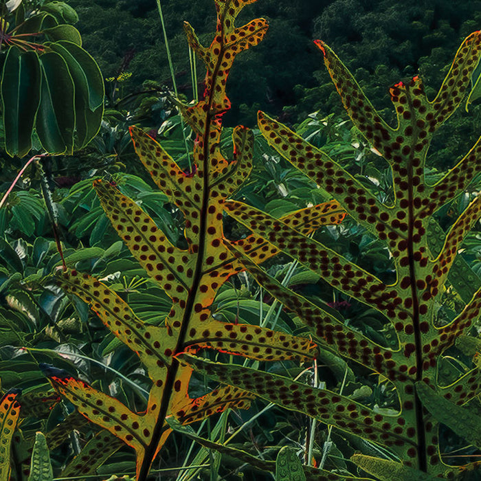 Digitaldruck Vlies Fototapete | Jurassic Island | 450 x 280 cm