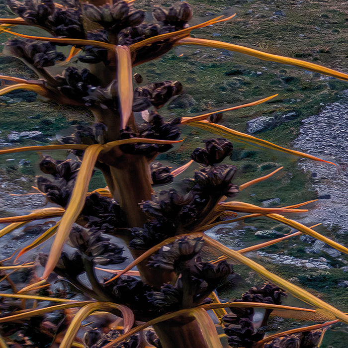 Digitaldruck Vlies Fototapete | Momentum Lord of the Mountains | 450 x 280 cm