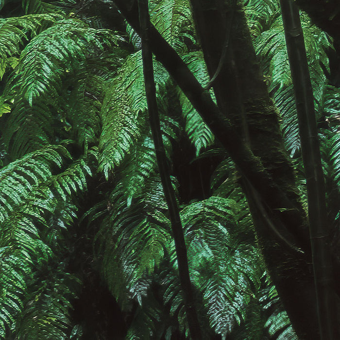 Digitaldruck Vlies Fototapete | Secret Veil | 450 x 280 cm
