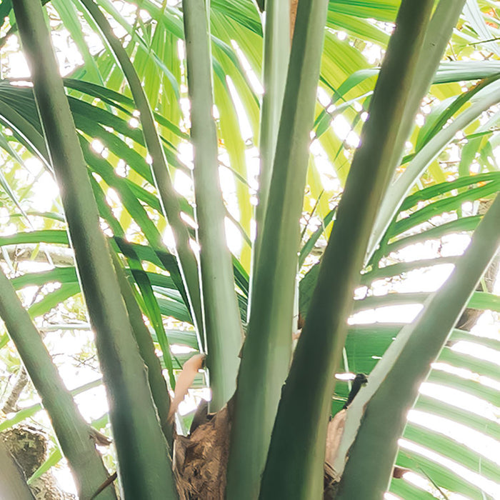 Digitaldruck Vlies Fototapete | Touch the Jungle | 450 x 280 cm