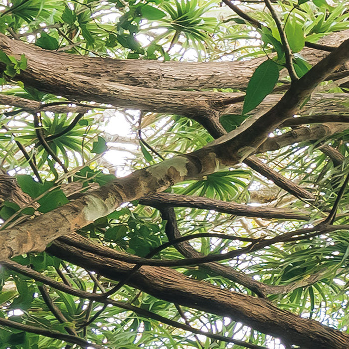 Digitaldruck Vlies Fototapete | Touch the Jungle | 450 x 280 cm