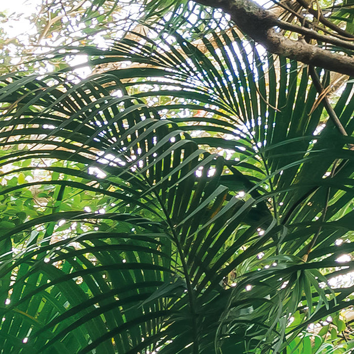 Digitaldruck Vlies Fototapete | Touch the Jungle | 450 x 280 cm