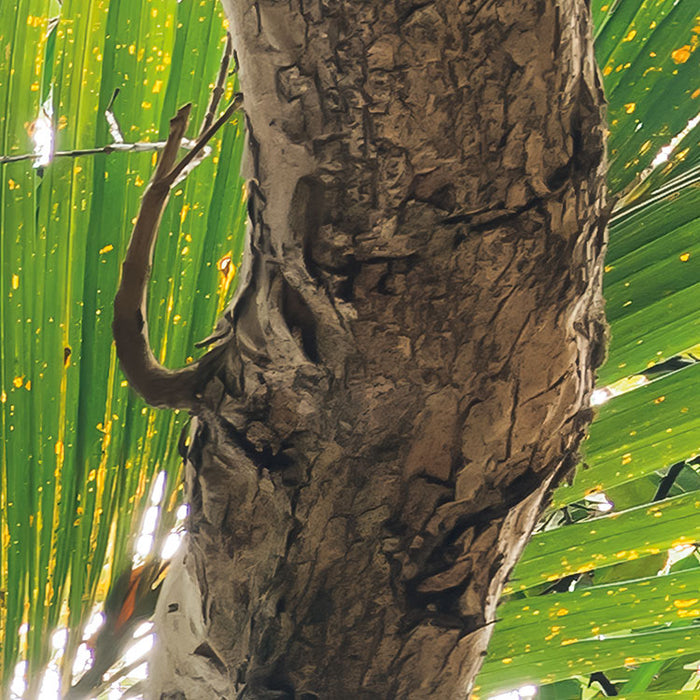 Digitaldruck Vlies Fototapete | Touch the Jungle | 450 x 280 cm