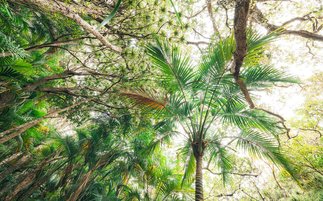 Digitaldruck Vlies Fototapete | Touch the Jungle | 450 x 280 cm