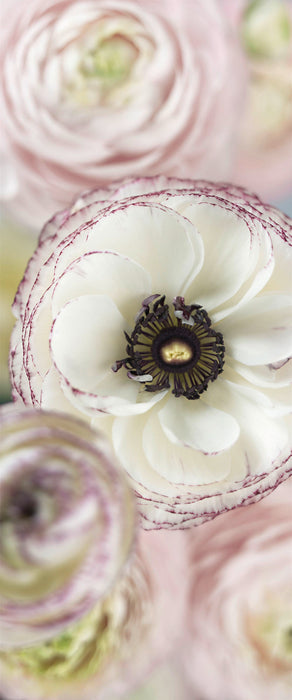 Komar NEU | Digitaldruck Vlies Fototapete - Day Dream - Größe 100 x 240 cm