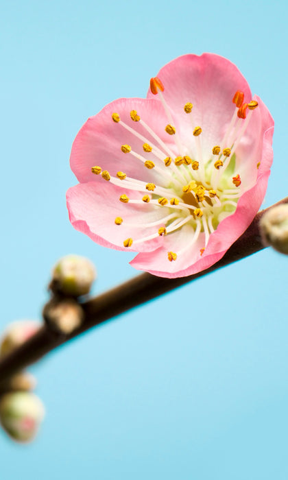 Digitaldruck Vlies Fototapete | Peach Blossom