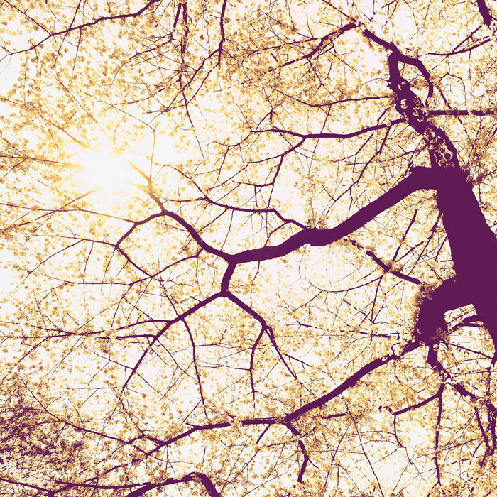 Digitaldruck Vlies Fototapete | Sunshine | 250 x 250 cm