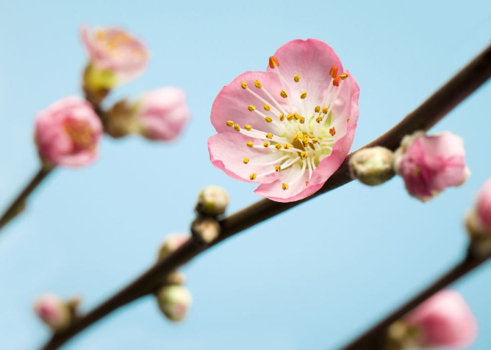 Digitaldruck Vlies Fototapete | Peach Blossom