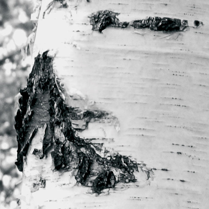 Vlies Fototapete | Woods