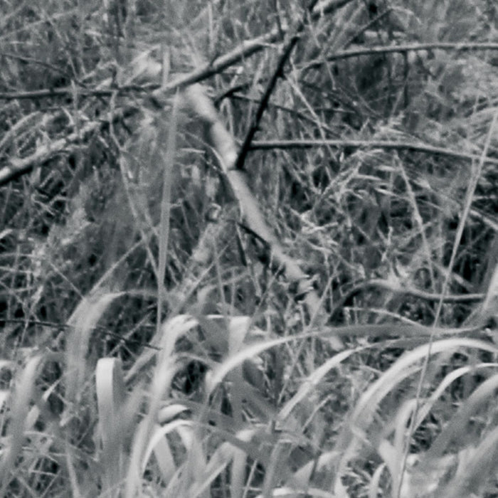 Vlies Fototapete | Woods