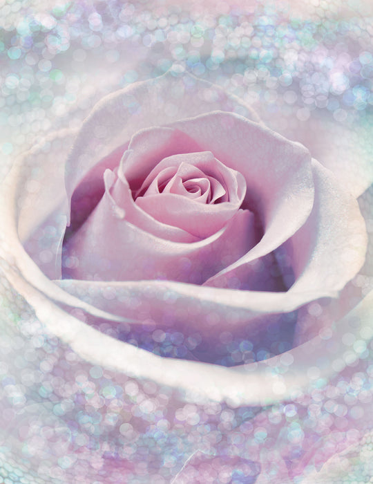Digitaldruck Vlies Fototapete | Delicate Rose | 200 x 260 cm