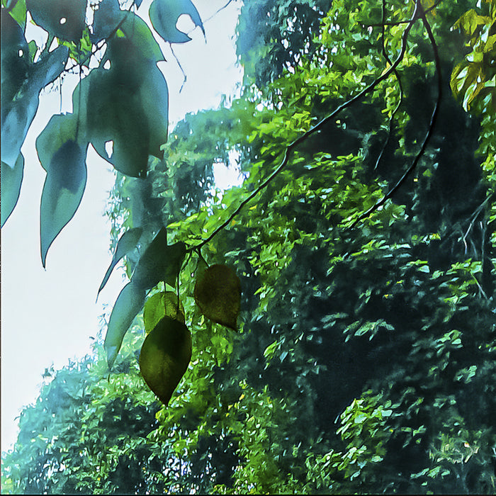 Digitaldruck Vlies Fototapete | Rainforest | 200 x 250 cm
