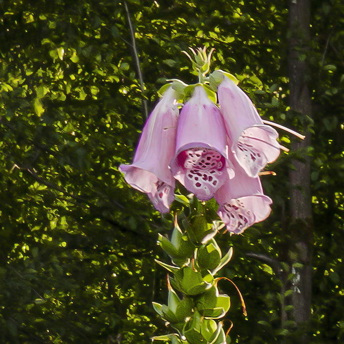 Digitaldruck Vlies Fototapete | Summer Glade | 350 x 250 cm