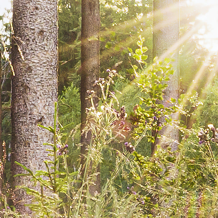 Digitaldruck Vlies Fototapete | Summer Glade | 350 x 250 cm