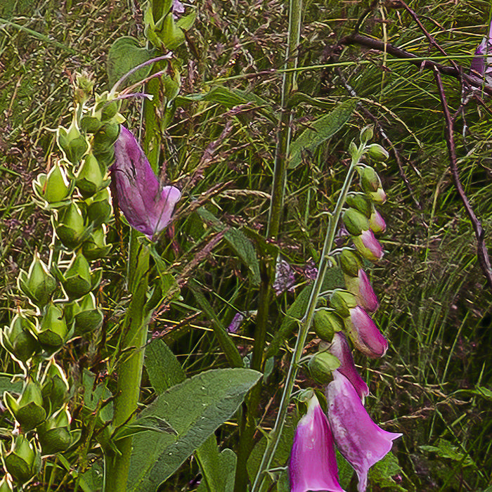 Digitaldruck Vlies Fototapete | Summer Glade | 350 x 250 cm