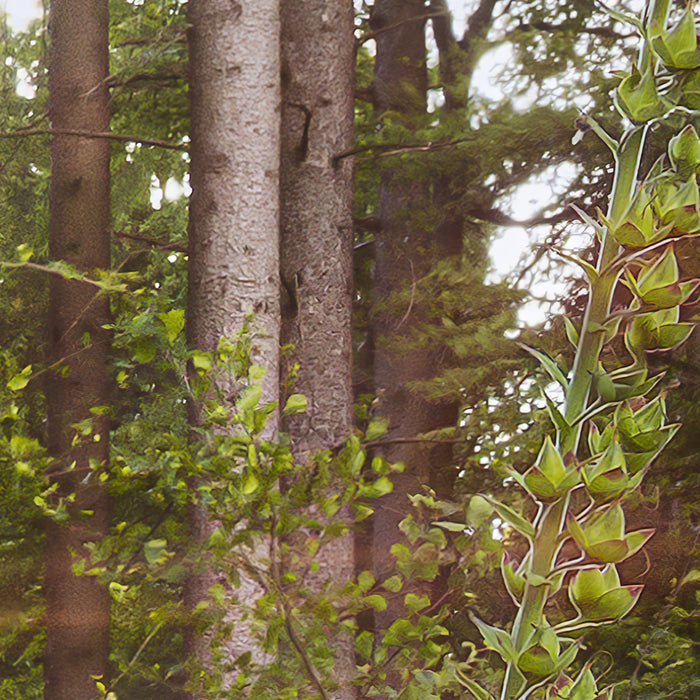 Digitaldruck Vlies Fototapete | Summer Glade | 350 x 250 cm