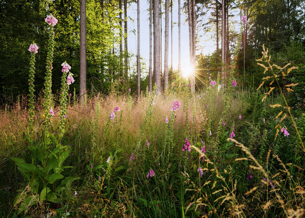 Digitaldruck Vlies Fototapete | Summer Glade | 350 x 250 cm