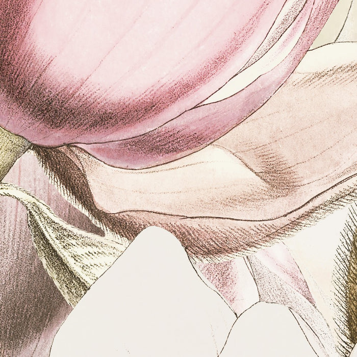 Komar NEU | Digitaldruck Vlies Fototapete - Petals - Größe 350 x 250 cm