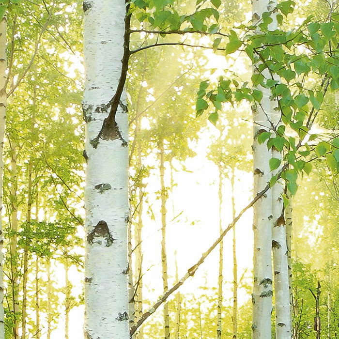 Komar NEU | Digitaldruck Vlies Fototapete - Sunday - Größe 350 x 250 cm