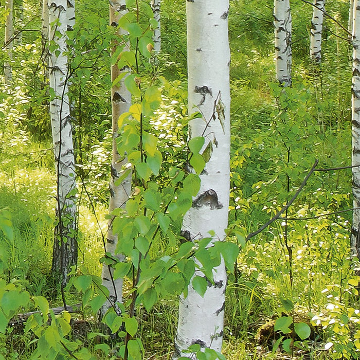 Komar NEU | Digitaldruck Vlies Fototapete - Sunday - Größe 350 x 250 cm