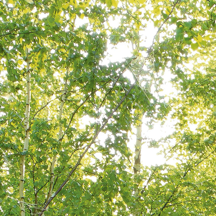 Komar NEU | Digitaldruck Vlies Fototapete - Sunday - Größe 350 x 250 cm